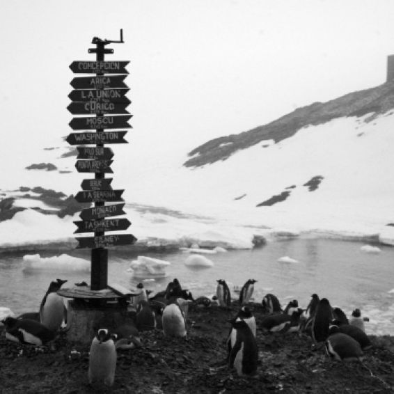 pingüinos vida en la Antártica